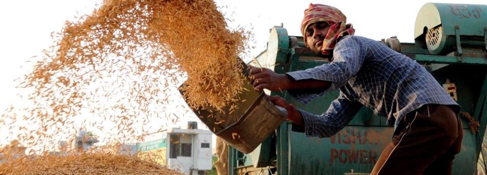 India Losing Iran’s Rice Market as  Rupee Reserves Deplete