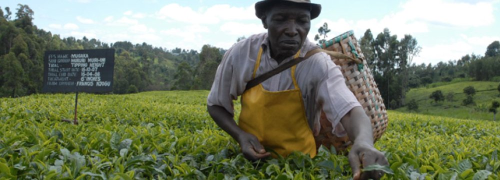 Kenya’s Q1 Earnings From Tea  Exports to Iran Jump Eightfold