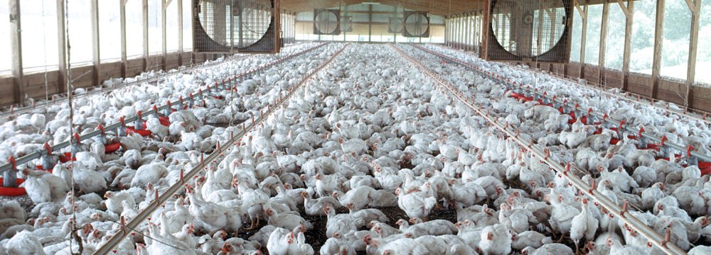 Poultry Meat Output Declines 