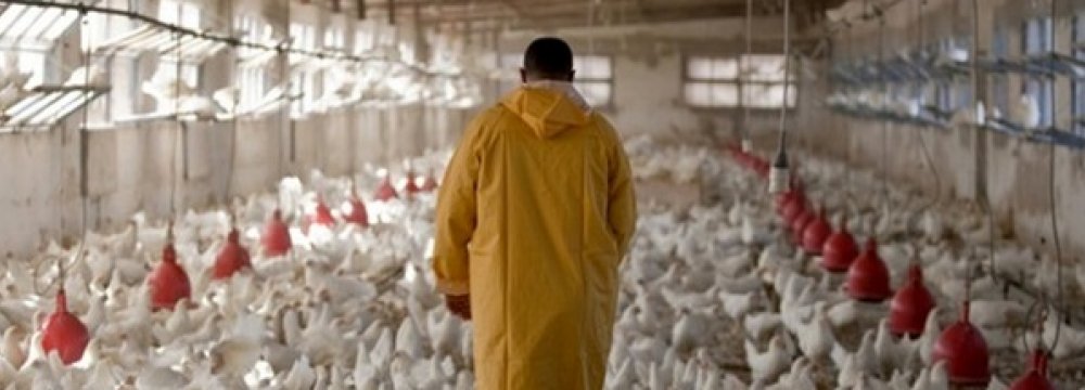 Q2 Poultry Output Dips 