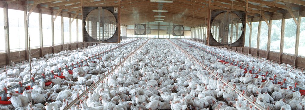 Industrial Chicken Farms’ 2nd Quarter PPI Hit 52.4%