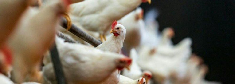 Industrial Chicken Farms’ PPI Inflation Reaches 66.3% in Q3