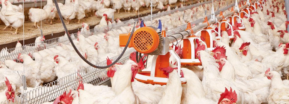 Industrial Chicken Farms Q4 PPI at 52% 