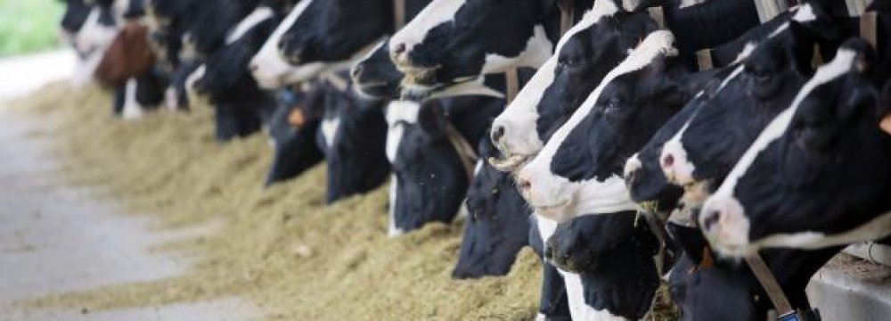 Industrial Livestock Farms PPI Inflation at 59% in Q4