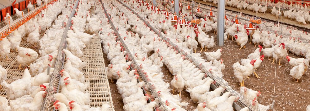 Iran Greenlights Poultry Imports From Russia