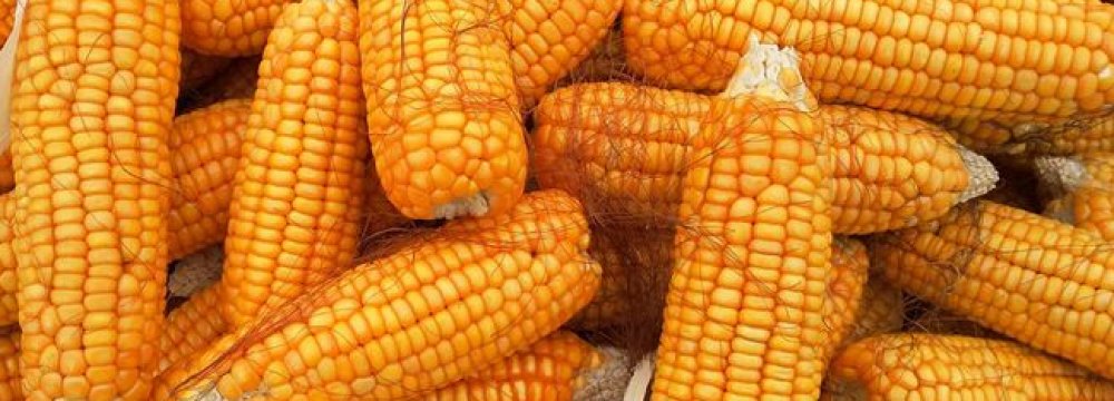 Iran Biggest Importer of Corn From Russia