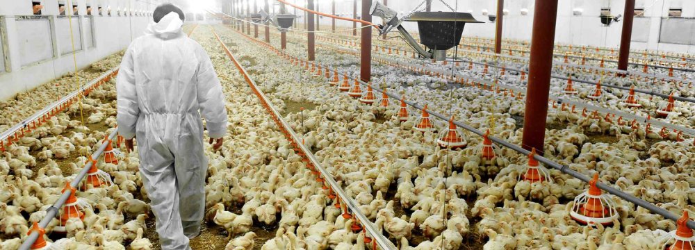 Chicken and egg exports have come to a halt following the outbreak of the highly contagious virus.