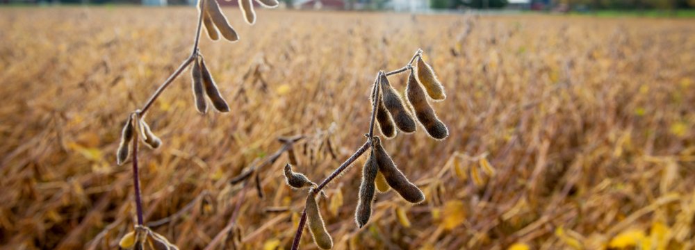 US Continues to Ship Soybeans to Iran Despite Sanctions