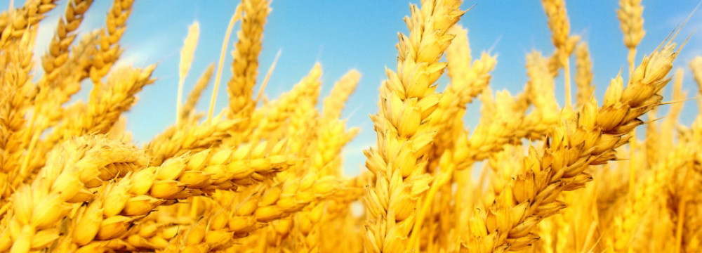 IRICA: Wheat Import Banned