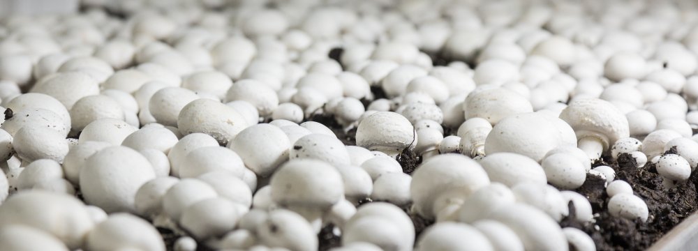 Mushroom Output in Fiscal 2020-21