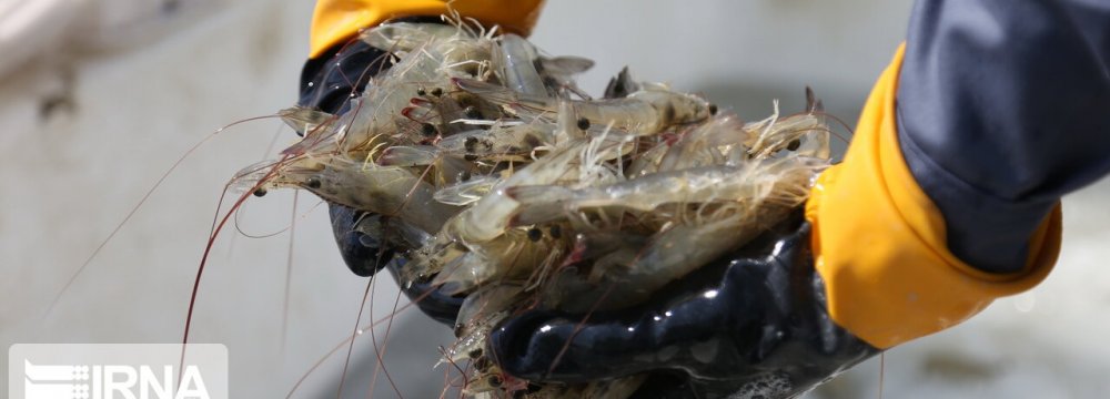41% Growth in Southern Shrimp Harvest 