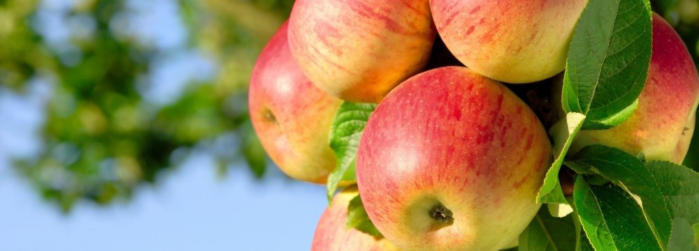 Ministry to Streamline  Apple Production Chain