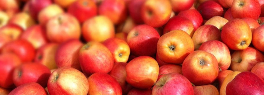 Apple Exports Estimated at 350K Tons