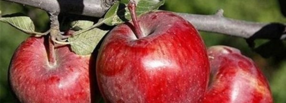 Apple Exports Near 1 Million Tons p.a.