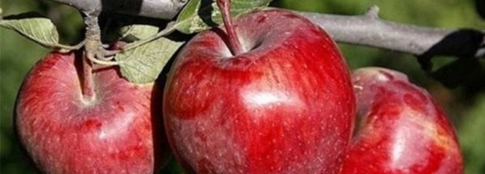 West Azarbaijan: Iran’s Apple Production Hub