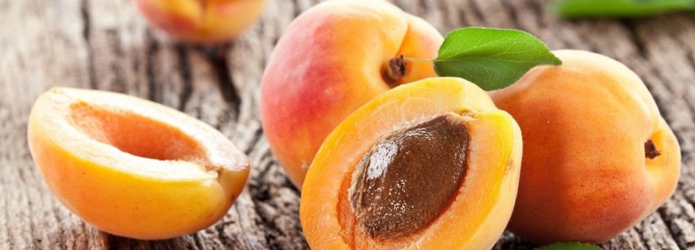 Apricot Exports Exceed $6m