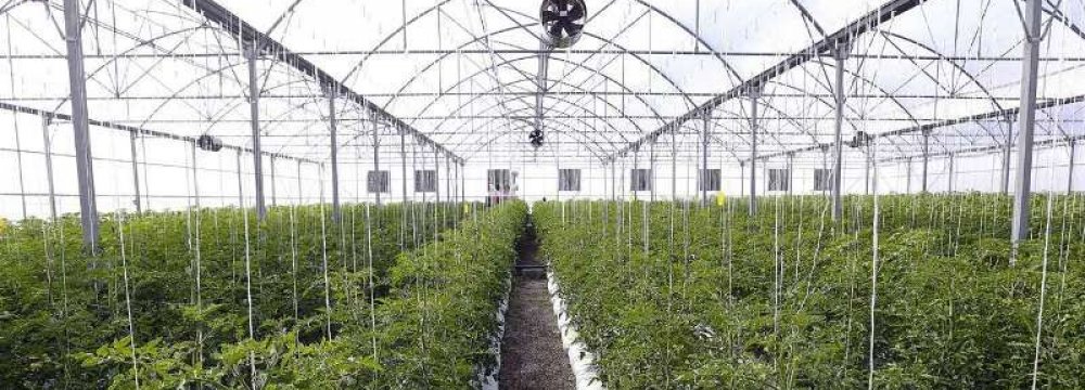 Aras FTZ Greenhouse Exports at $31m in 9 Months 