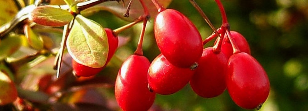 Barberry Exported to 31 Countries