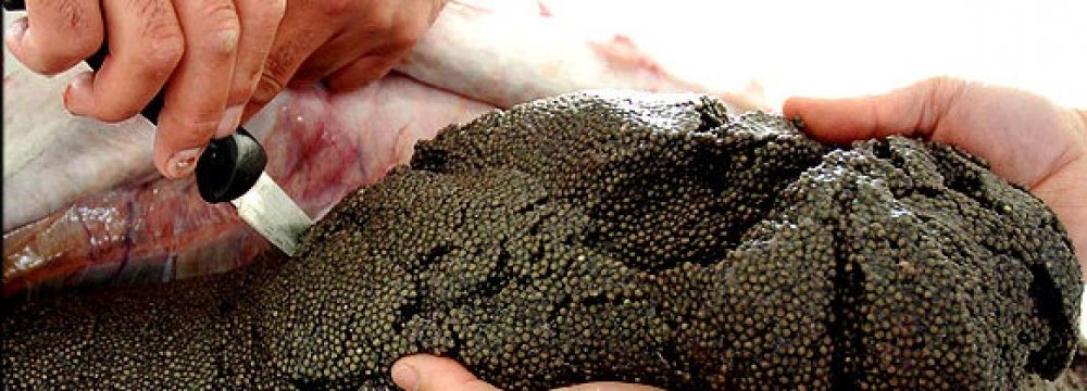 Caviar Exports Decrease, Output Expected to Rise
