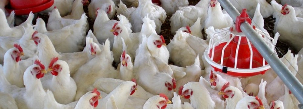 No More Chicken With High Antibiotic Content?