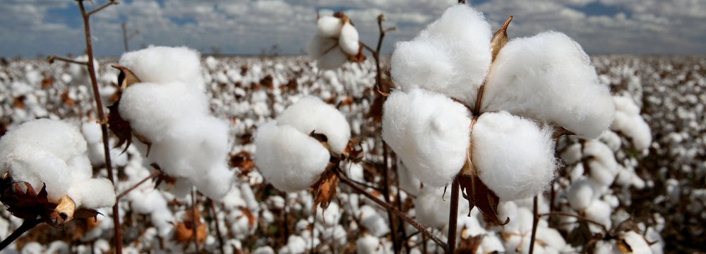  4,000 Tons of Cotton Imported Into Iran