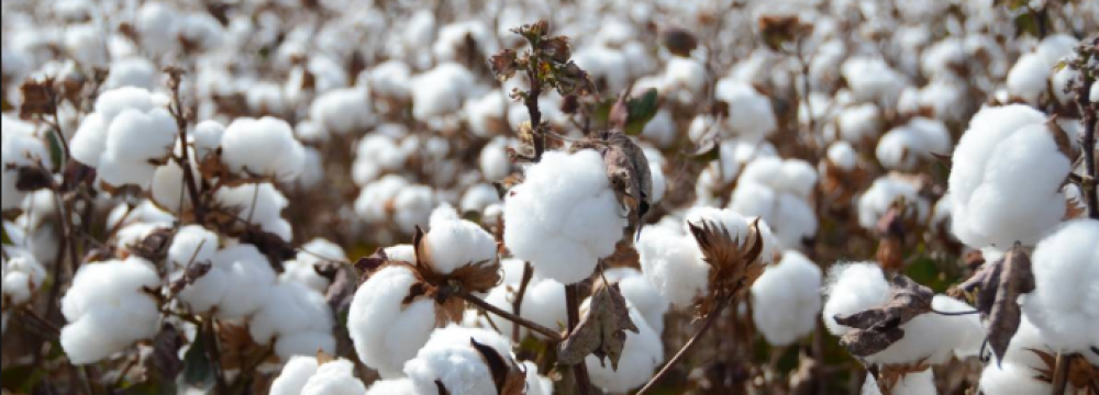 Cotton Production to Meet 50% of Domestic Demand 