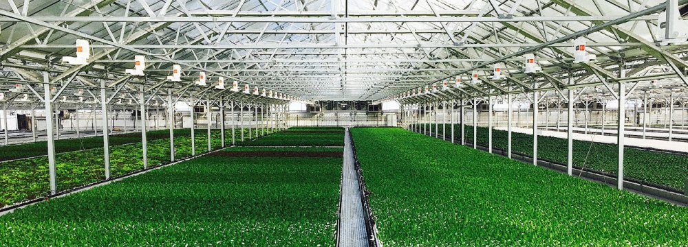 Greenhouse Cultivation Up 38%