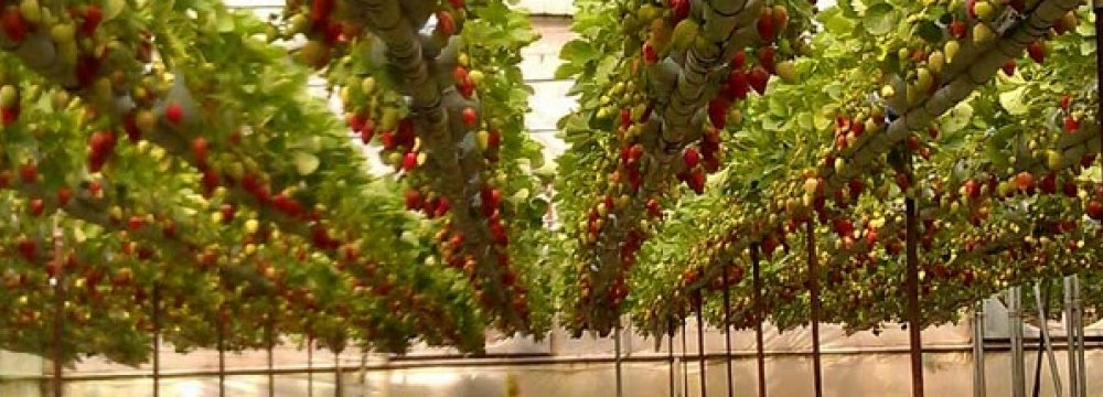 Plan to Increase Greenhouse Cultivation Area