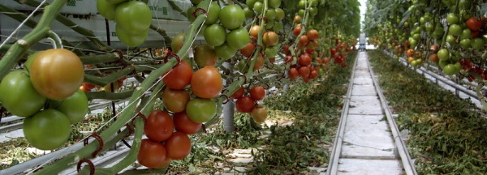 Greenhouse Production Capacity to Rise 20% 