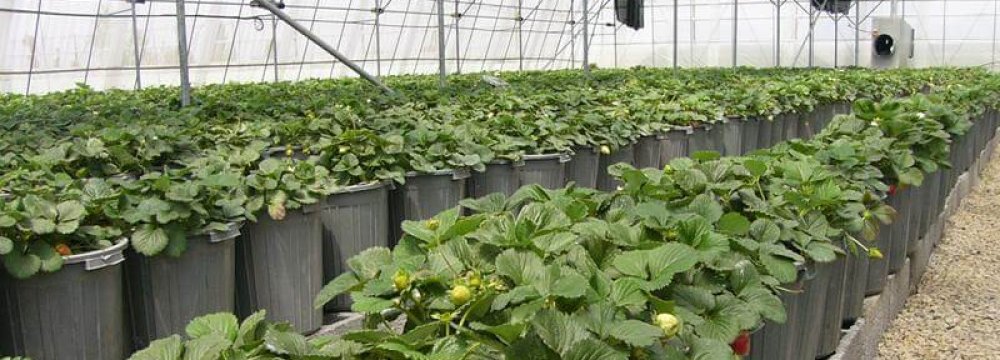 Plan to Transfer All Vegetable Farms to Greenhouses