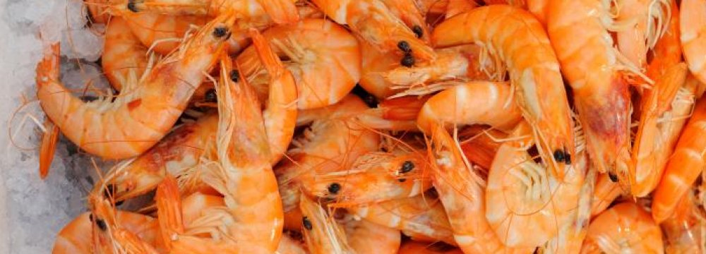 Shrimp Exports at Record High