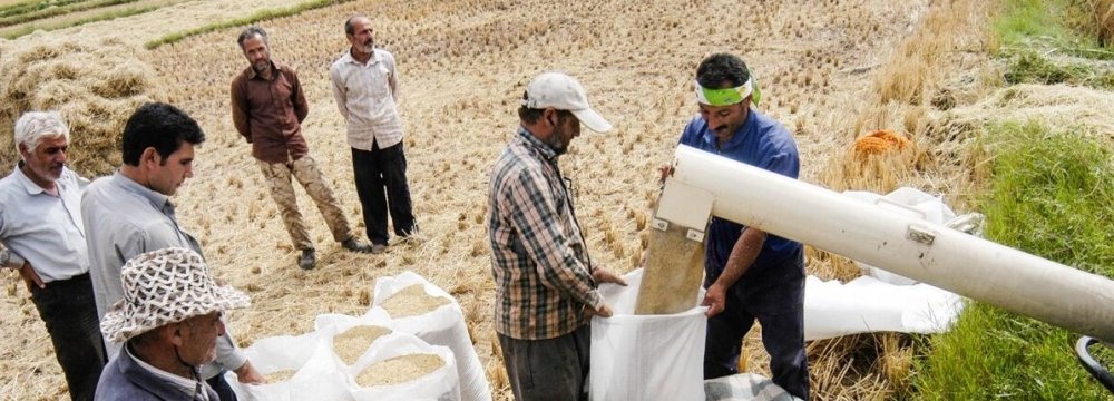 Annual Rice Output at 2.2m Tons, Imports Top 1.2m Tons