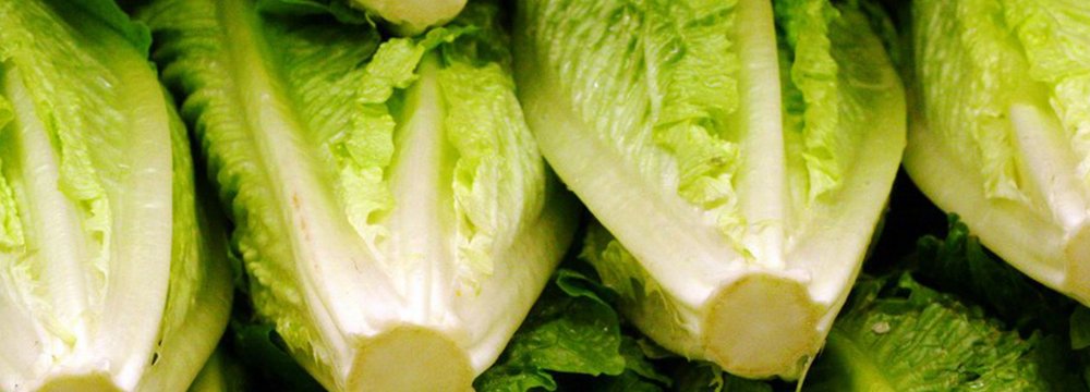 Lettuce Exports Earn $10m