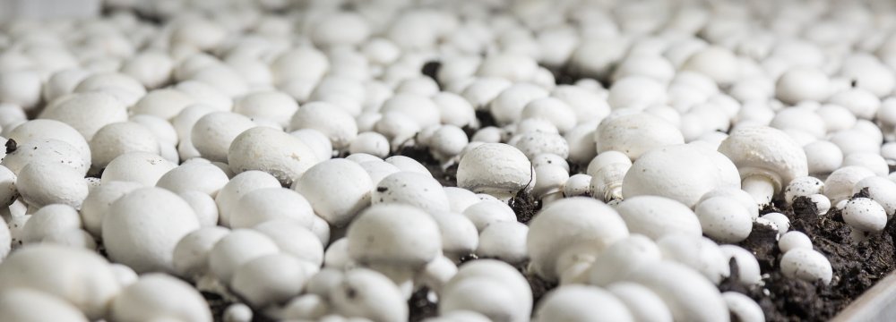 Mushroom Output to Hit 165K Tons by March 20