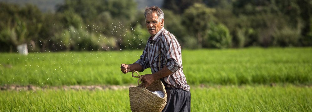 Agriculture accounts for 20% of all jobs in Iran on average.