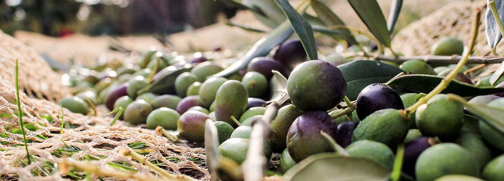 Iran a Major Olive Producer