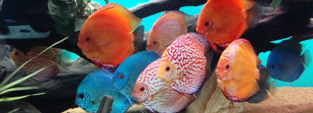 Ornamental Fish Exports Double Last Year