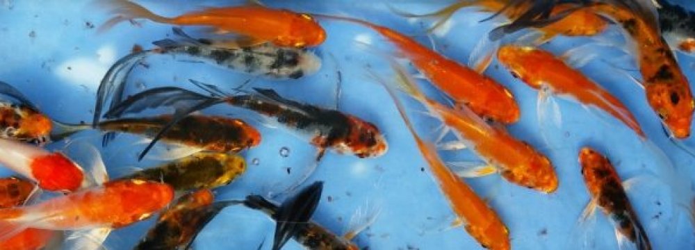 Ornamental Fish Output: 200m in 9 Months