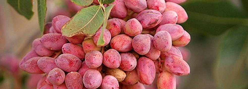 Pistachio Exports Estimated to Reach $1.5b