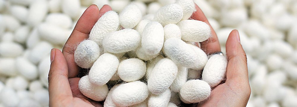 Iran Raw Silk Cocoon Production to Rise 43% This Year