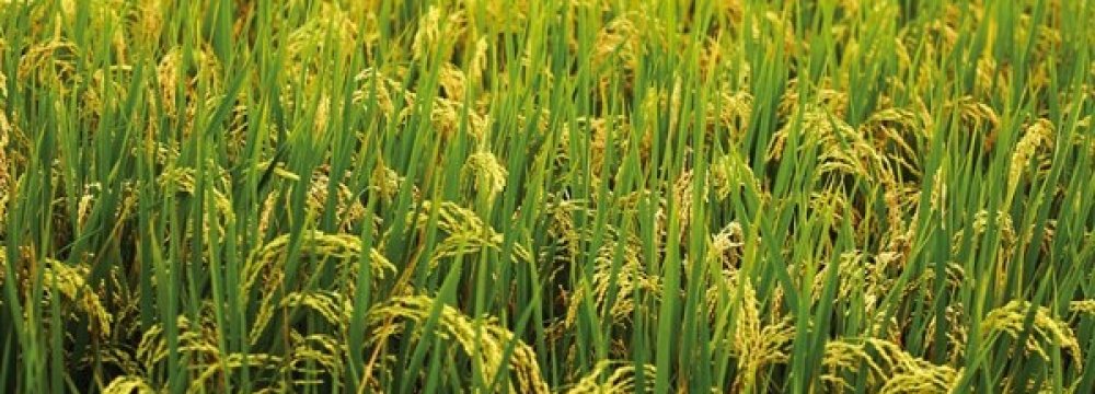 Rice Imports Valid Until July 23