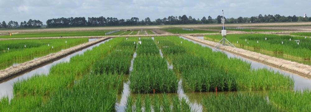 No Change Expected in Domestic Rice Production