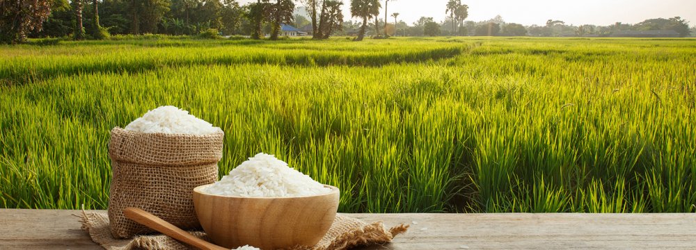 Iran Produces 61% of Central, West Asian Rice 
