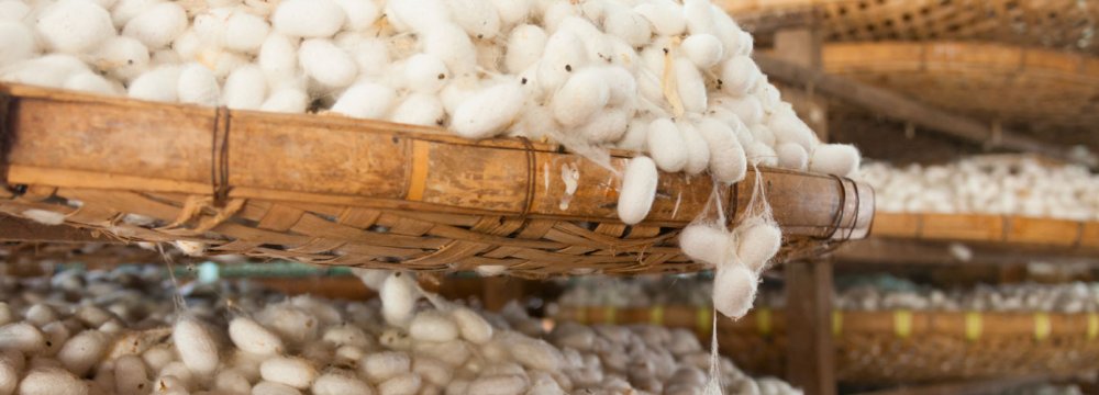  Silk farming has been practiced since ancient times in Iran.