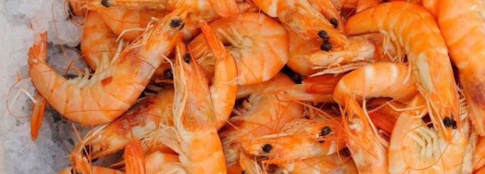 Shrimp Production, Export to Increase