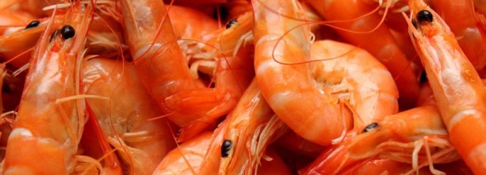 Shrimps Fetch $1m in 1 Month