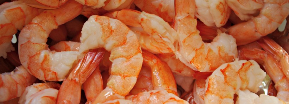 Golestan Shrimp Exports at  580 Tons 