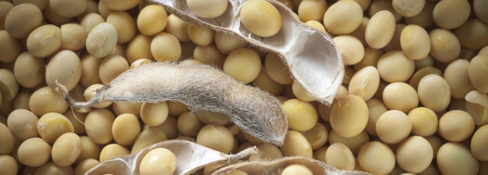 Rise in Iran Soybean Imports