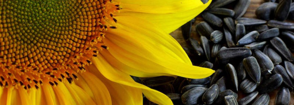 100 Tons of Sunflower Seeds Imported Last Year