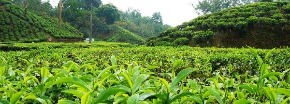 Gov’t Buys Tea Leaves From Farmers